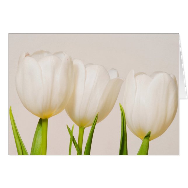 Tulipes blanches sur fond blanc, (Devant horizontal)