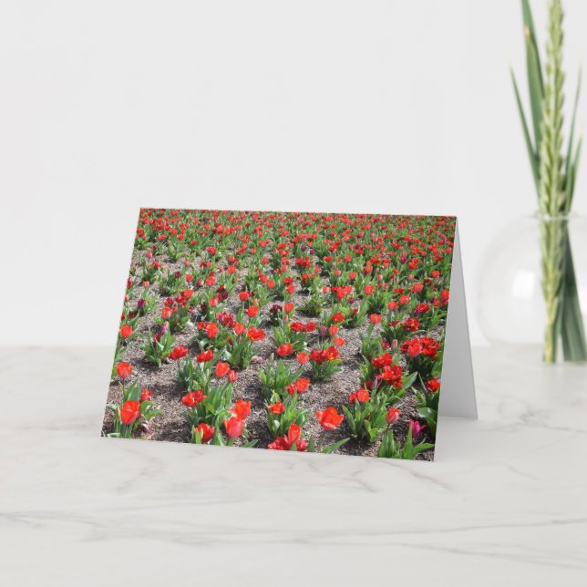 Tulipes, carte (Devant)