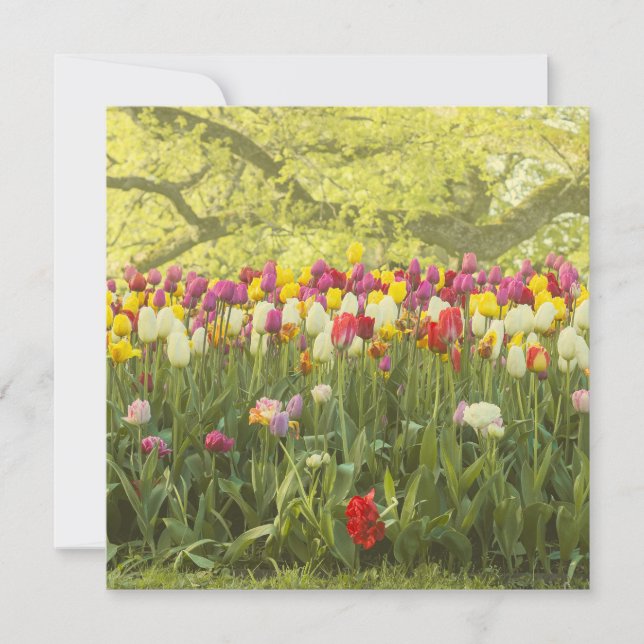 Tulipes colorées dans un parc (Devant)