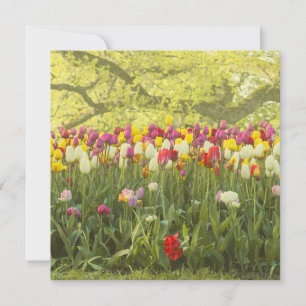 Tulipes colorées dans un parc