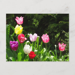 Tulipes colorées DO-IT-YOURSELF carte postale