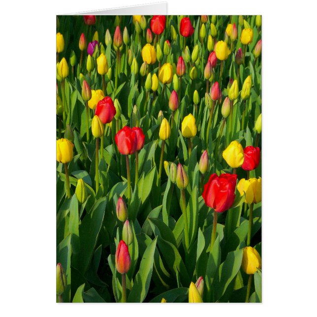 Tulipes colorées II - Verticale (Devant)