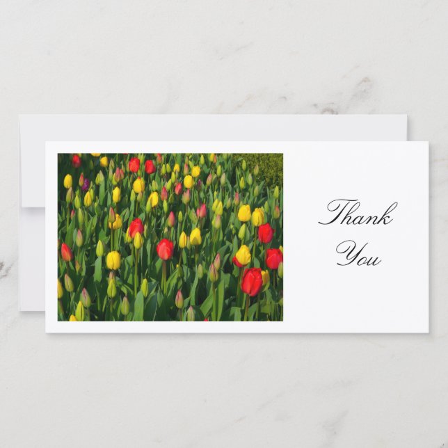 Tulipes colorées - Merci (Devant)