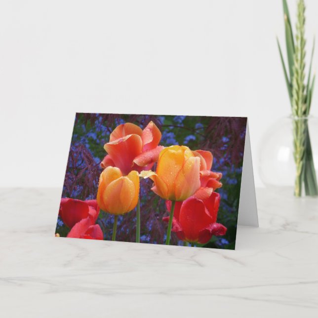 Tulipes dans la carte de pluie (Devant)
