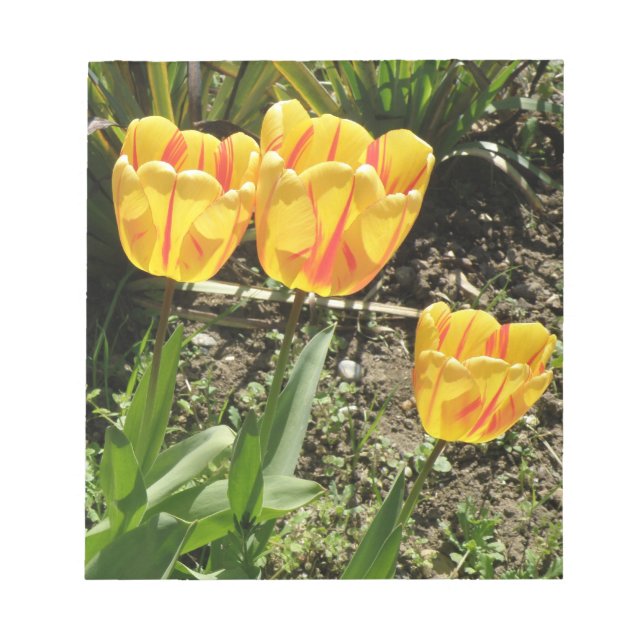 Tulipes dans le Bloc-notes Sun (Devant)