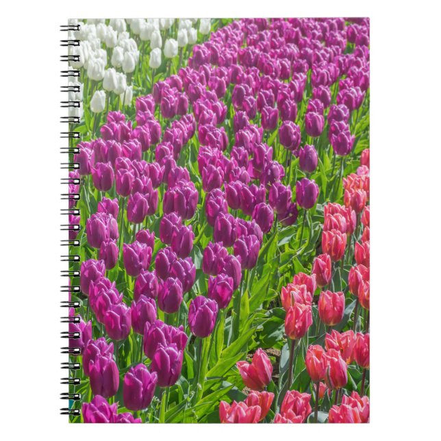 Tulipes dans le carnet de trois couleurs (Devant)