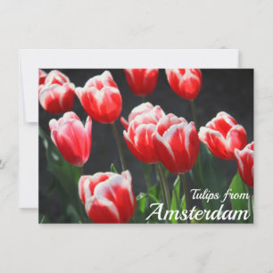 Tulipes de Amsterdam Card