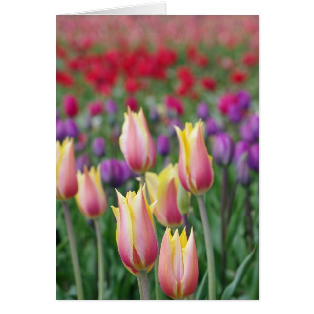 Tulipes de fond (Devant)