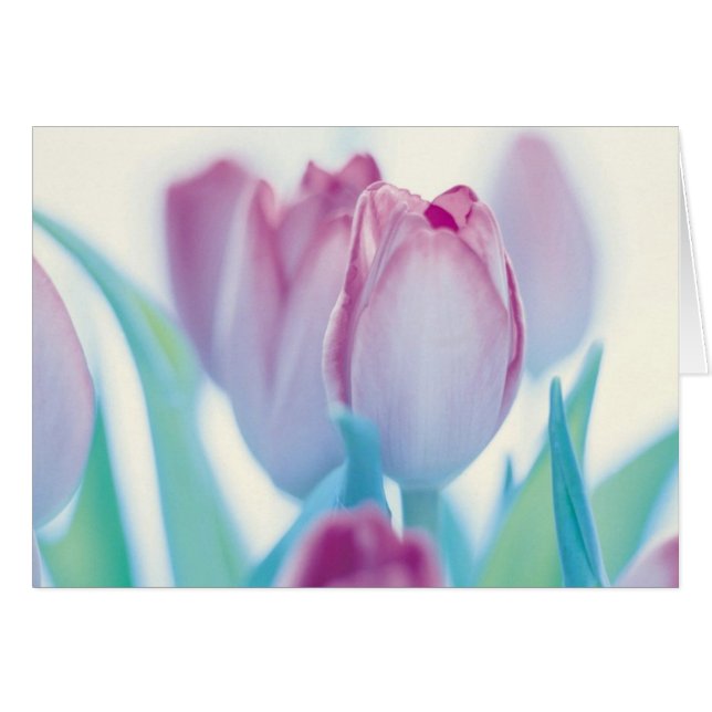 Tulipes de printemps (Devant horizontal)