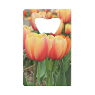 Tulipes de printemps