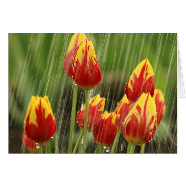 Tulipes de ressort (Devant horizontal)