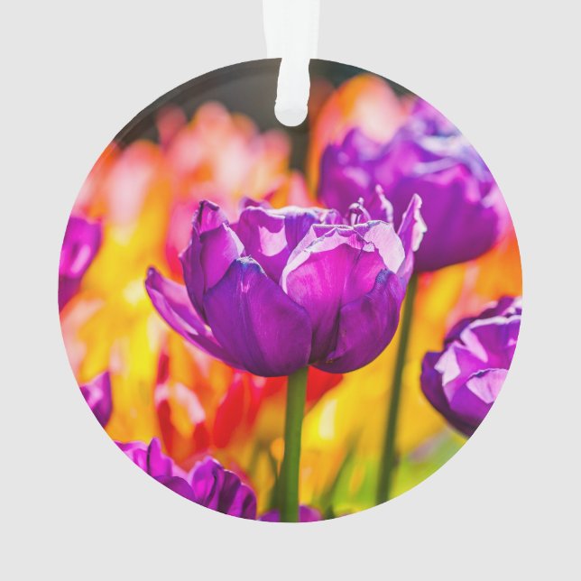 Tulipes Enchantant violet (dos)