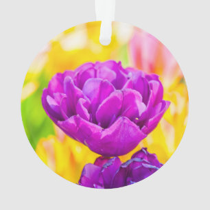 Tulipes Enchanter 15