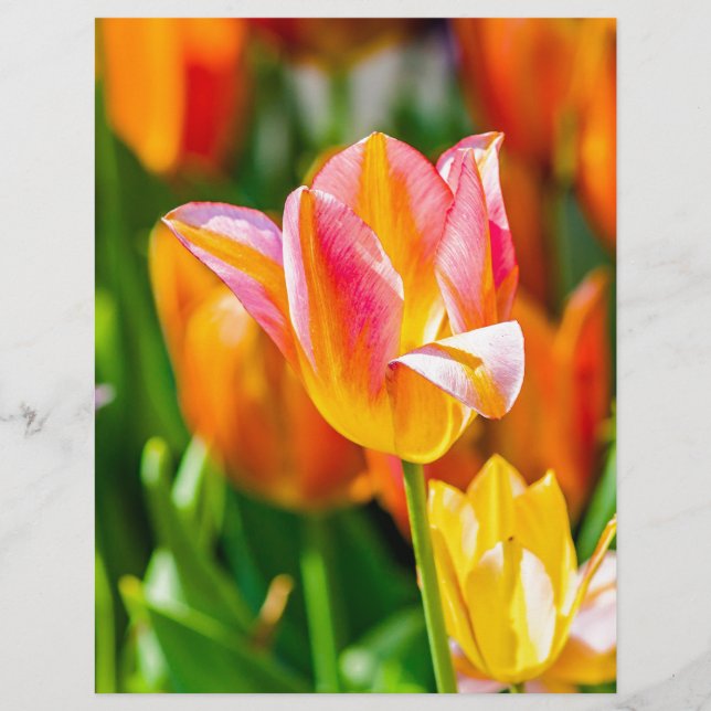 Tulipes Enchanter 17 (Devant)