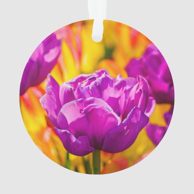 Tulipes Enchanter Violet (dos)