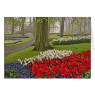 Tulipes et jonquilles, Jardins de Keukenhof,