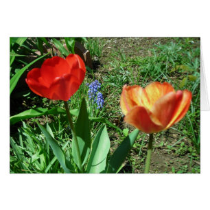 Tulipes et Muscari