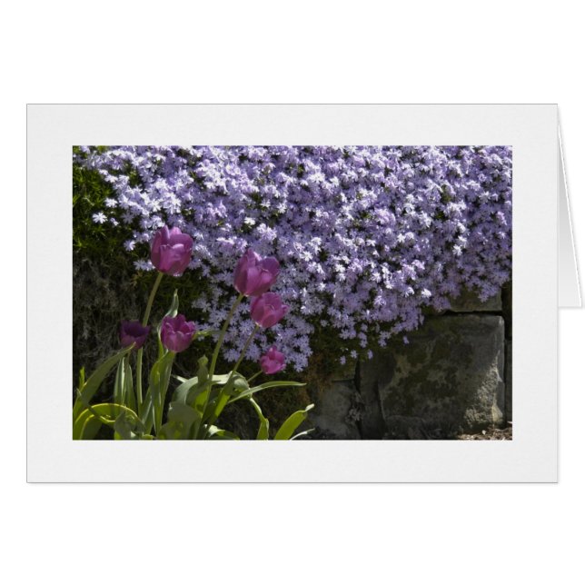 Tulipes et Phlox (Devant horizontal)