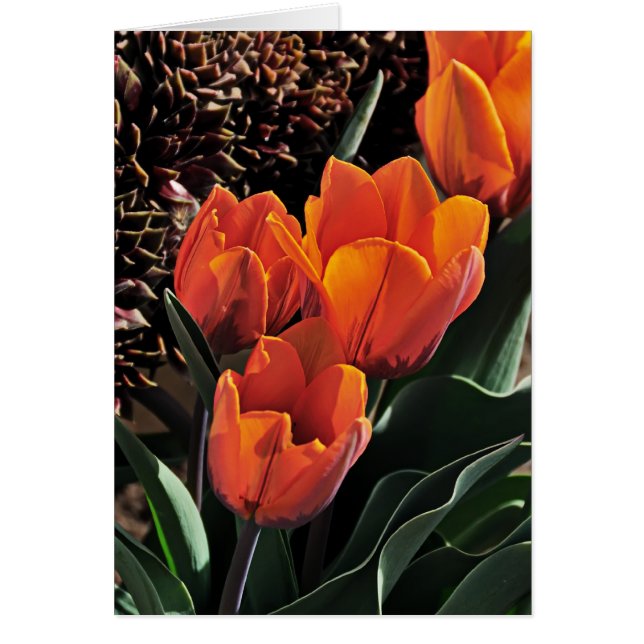 Tulipes et poules (Devant)