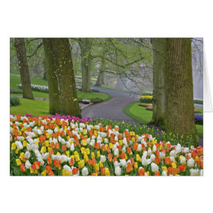 Tulipes et route, Jardins de Keukenhof, Lisse,