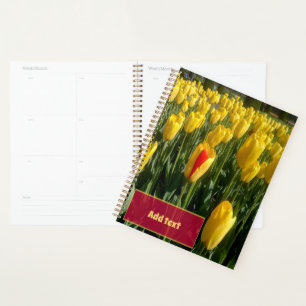 Tulipes jaunes