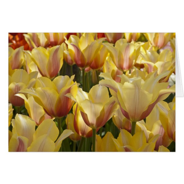 Tulipes jaunes (Devant horizontal)