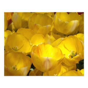 Tulipes jaunes 20" x 16" copie de photo