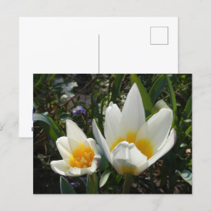 Tulipes jaunes blanches do-it-yourself carte posta