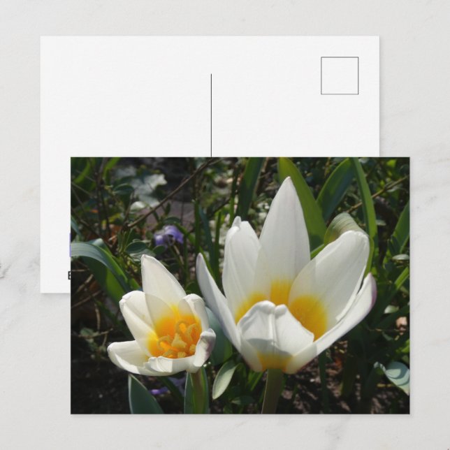 Tulipes jaunes blanches do-it-yourself carte posta (Devant / Derrière)