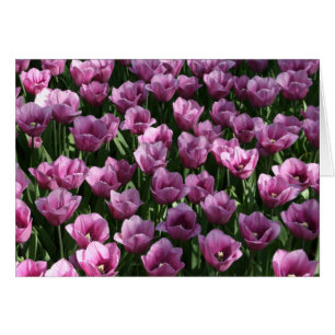 Tulipes lilas