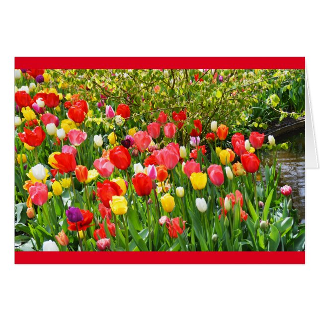 Tulipes mixtes (Devant horizontal)