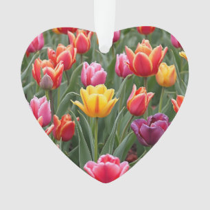 Tulipes néerlandaises