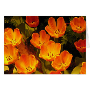 Tulipes orange