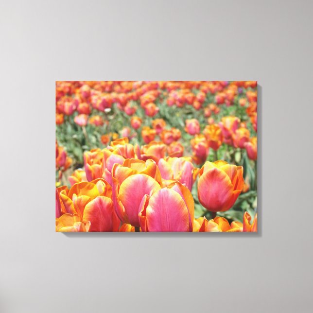 Tulipes Orange Rose Impressions Florales Fleurs de (Recto)