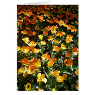 tulipes orangées