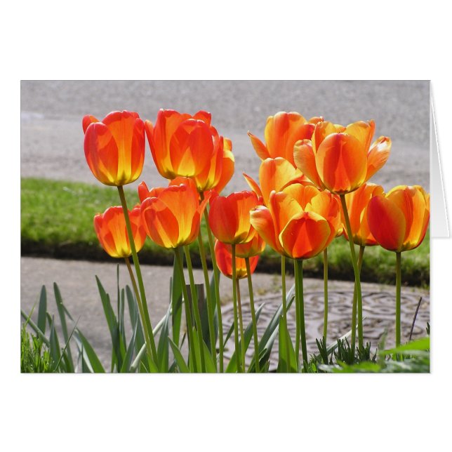 Tulipes oranges (Devant horizontal)