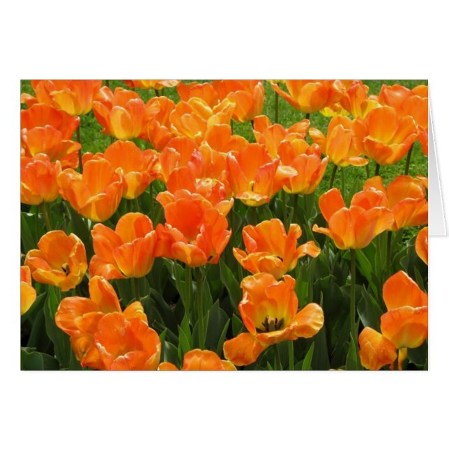 Tulipes oranges (Devant horizontal)