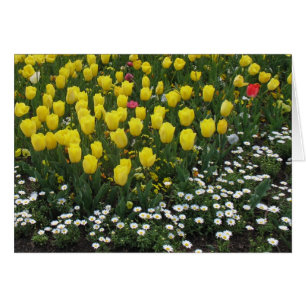 tulipes, pansies, marguerites