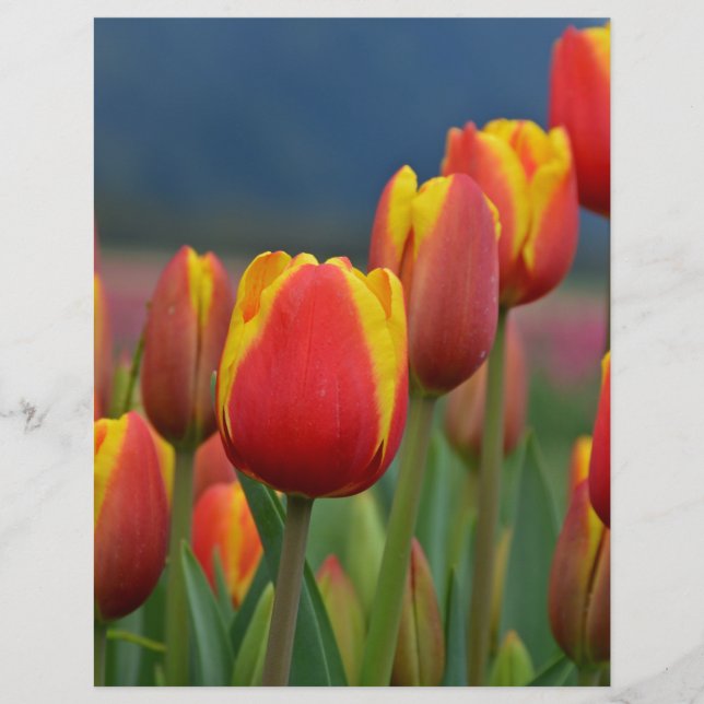 Tulipes pour maman (Devant)