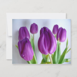 Tulipes pourpres