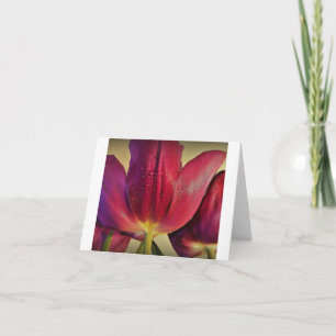 Tulipes pourpres