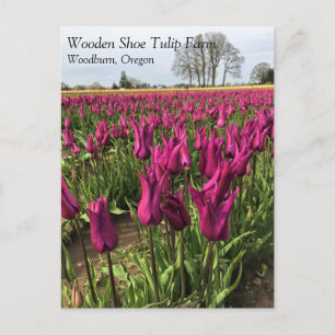 Tulipes pourpres dans la carte postale de terrain