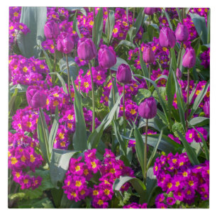 Tulipes pourpres et carreau de céramique de