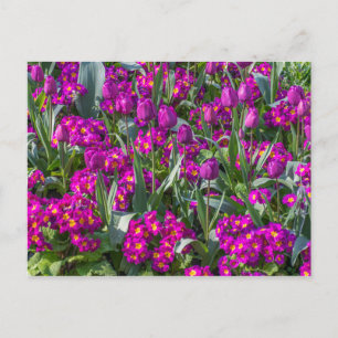 Tulipes pourpres et primroses carte postale
