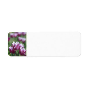 Tulipes pourpres, étiquettes de adresse de ressor