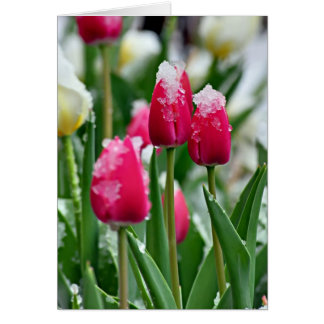Tulipes printanières dans la neige
