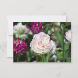 Tulipes rose vif par jour ensoleillé