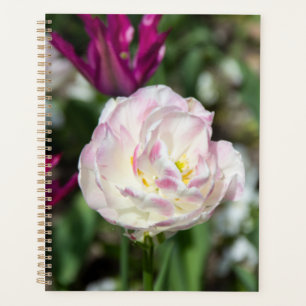 Tulipes rose vif par jour ensoleillé