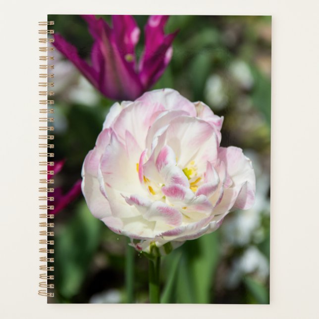 Tulipes rose vif par jour ensoleillé (Devant)