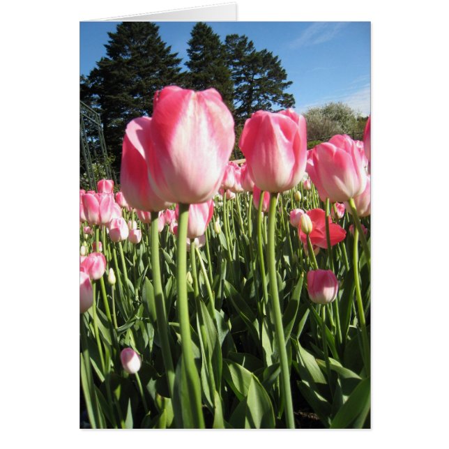 Tulipes roses (Devant)